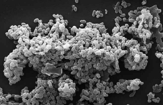 Akkermansia bacteria